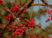 Погода в Украине 19 ноября: солнечно, без осадков