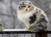 Погода в Україні: синоптики розповіли про повернення зими