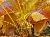 В Николаевской области 8 человек отравились грибами