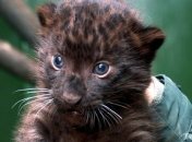 В Одесском зоопарке родился детеныш пантеры