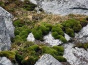 Изменения климата: в Восточной Антарктиде начало засыхать множество растений  