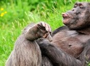 Мозг примата "предварительно адаптирован" к любой ситуации