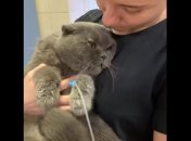 Пухнастик уже почувається добре