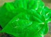 Целебные свойства подорожника: что лечит придорожная трава