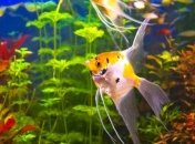 Крупнейший в мире океанариум откроется в Сингапуре