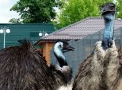 Сотрудники зоопарка в Межигорье сообщили, как поживают страусы