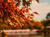 Тепло еще не уходит: синоптик озвучила прогноз погоды на выходные в Украине