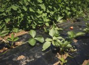 Садовая земляника на самом деле является агрессивной культурой