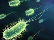 Ученые нашли бактерию возрастом более 2,5 миллиардов лет