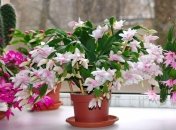 Укоренить декабрист не составляет труда