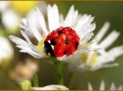 19 июля 2015, примета дня. Роса сегодня целебна, прогуляйтесь босиком