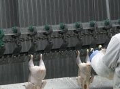 Ирак планирует инвестировать в производство украинской курятины