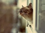 Погода порадует украинцев неожиданным теплом: синоптики дали прогноз