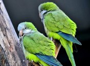 Папуги-монахи