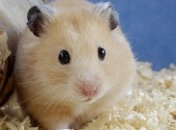 Женщина взяла в заложники хомяка свои квартирантов