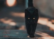 П'ятниця 13-е: забобони і заборони "містичного" дня