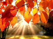 Прогноз погоды в Украине на 9 ноября: потепление по всей территории 