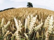 Азаров: У нас прекрасные переходные запасы зерна