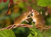 Ученым удалось вывести "формулу любви"