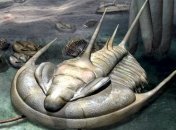 В Австралии нашли останки огромного трилобита