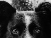 В российском Якутске нашли контейнер с почти сотней зарезанных собак и кошек