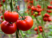Предложение тепличных томатов в Украине превышает спрос