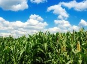 Аграрии Украины собрали 13,4 млн т кукурузы