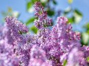 Прогноз погоды на выходные: Украину накроют дожди и грозы