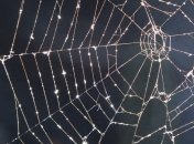 Ученые синтезировали паутину из бактерий