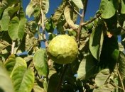 Специалисты определили самый полезный фрукт на планете