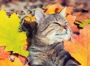 Яким знакам Зодіаку пощастить на початку жовтня 2022 року – прогноз