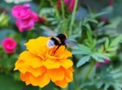 Шмели ощущают электрический заряд цветов