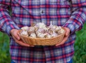 Урожай чеснока будет расти не по дням, а по часам