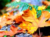 Праздник 21 сентября: главные приметы и что категорически запрещено делать