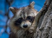 Еноты невероятно фотогеничны