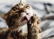 Позитивный гороскоп для Близнеца, Рака, Девы