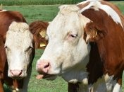 Дефицит молочный продуктов: что будет с ценами