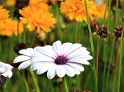 Причины вымирания растений в разных регионах Земли