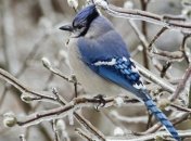 Суровые холода в ближайшие дни придут на Западную Украину