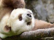 Знакомьтесь: редчайшая коричневая панда из Китая (Фото)