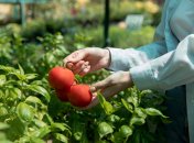 При созревании помидор они могут подвергаться вершинной гнили