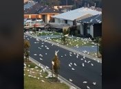 Птичий апокалипсис: тысячи белых попугаев заполонили улицы города (видео)