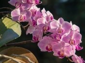 Орхидея "заболела": причины опадания цветков у растения