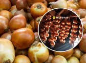 В августе самое время начинать собирать урожай лука