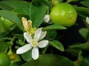 Каламондин или цитрофортунелла