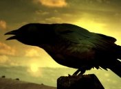 Биологи обнаружили у воронов память о друзьях и врагах