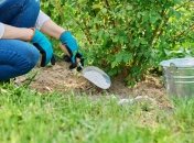 Чем заняться в саду и на огороде в апреле