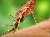 В Харькове зарегистрировали еще один случай малярии 