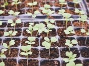 Неоценимая польза для сельского хозяйства: нейросети научили прогнозировать рост растений