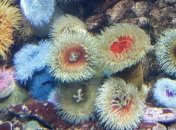 Морские губки могут излечить рак груди